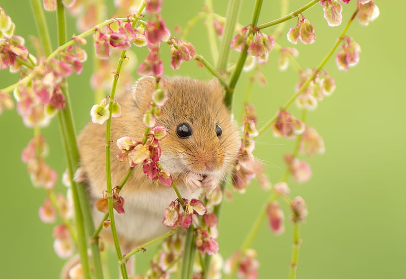 Mouse, cute, green, flower, soricel, harvest mouse, rodent, pink, animal, HD wallpaper