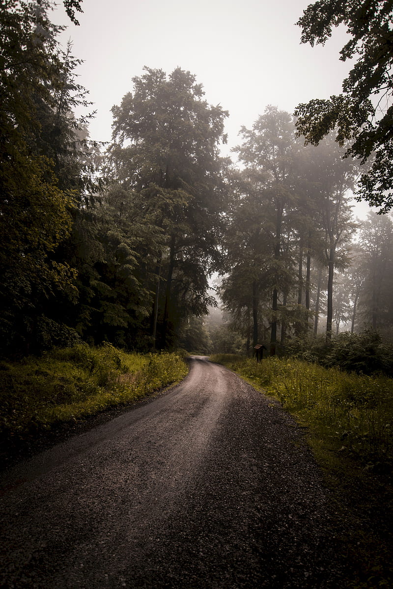 forest, road, fog, turn, trees, grass, HD phone wallpaper