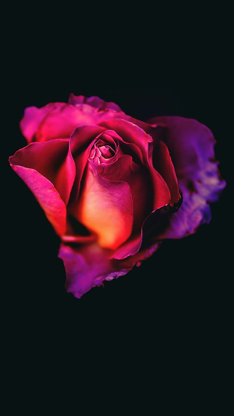 Beautiful Roses Background For iPhone, Dark Red Rose, HD phone ...