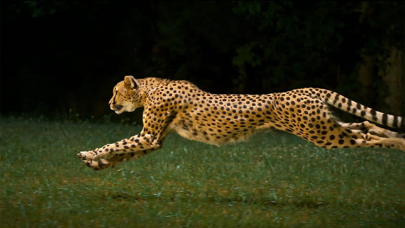 cheetah running, running, feline, cheetah, savannah, HD wallpaper