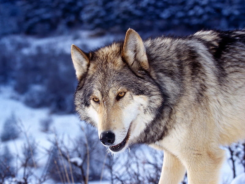 gray wolf in snow, cool, wolf, snow, animals, HD wallpaper