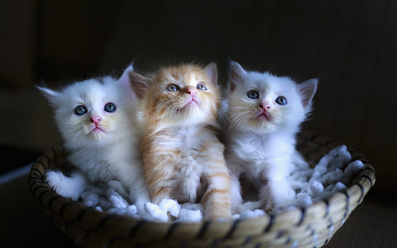 small fluffy kitten, cute animals, basket, ginger kitten, domestic cats, pets, HD wallpaper