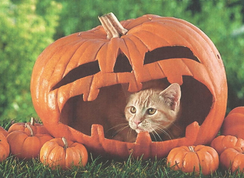 A red tabby cat in a pumpkin, cute, feline, halloween, tabby, pumpkin, kitten, HD wallpaper