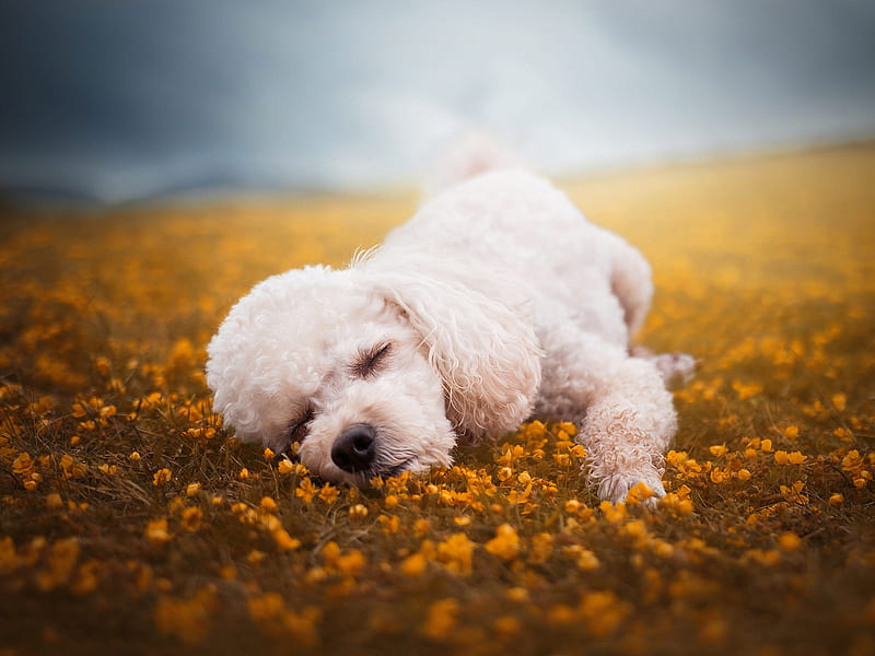 Dogs, Poodle, HD wallpaper