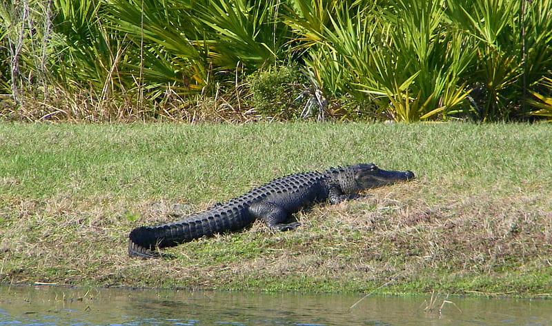Florida Gator, florida, gator, alligator, reptile, HD wallpaper