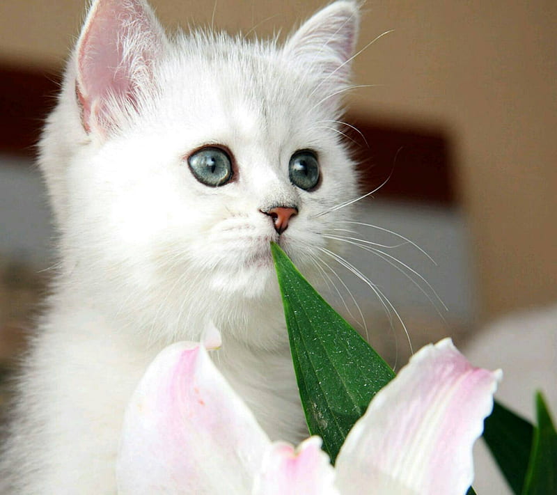 White Cat, awesome, love, HD wallpaper