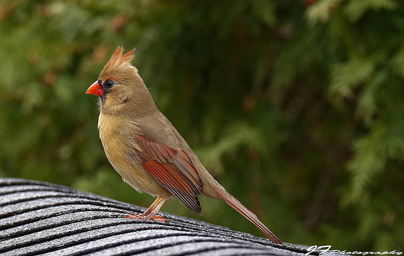 Female Cardinal, birds, cardinal, HD wallpaper