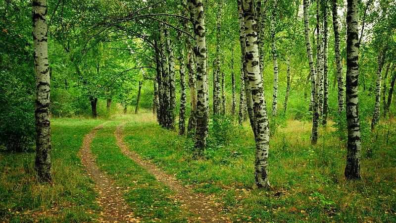 My lovely birch trees, forest, amazing, nice, green, summer, nature, bonito, HD wallpaper