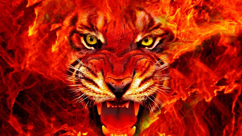 FIRE KING, tiger, lion, fire, fantasy, small cats, wildlife, nature, big cats, animals, HD wallpaper