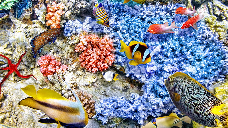 Colorful Shoal Of Fish Near Blue Coral Reefs Animals, HD wallpaper