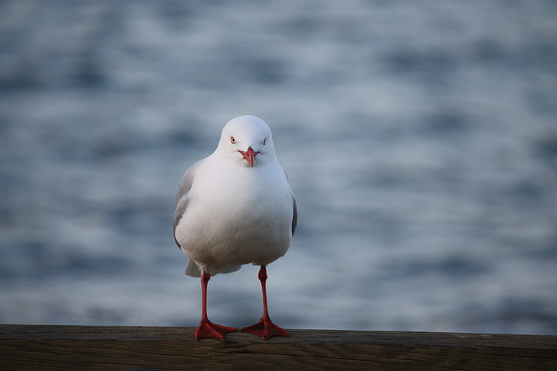 Yeah, I'm watching you..., bird, watch, white, seagull, looking, lake, HD wallpaper