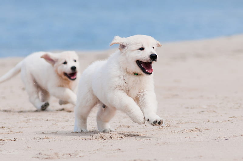 Cute puppies, beach, sand, puppy, dog, play, HD wallpaper