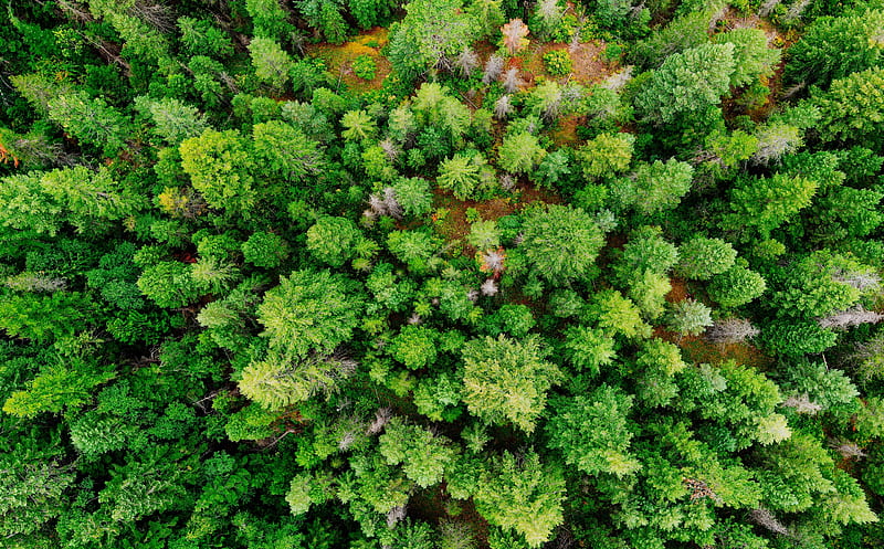 Coniferous Forest Ultra, Nature, Forests, View, Green, Trees, Forest, Aerial, birdseyeview, HD wallpaper