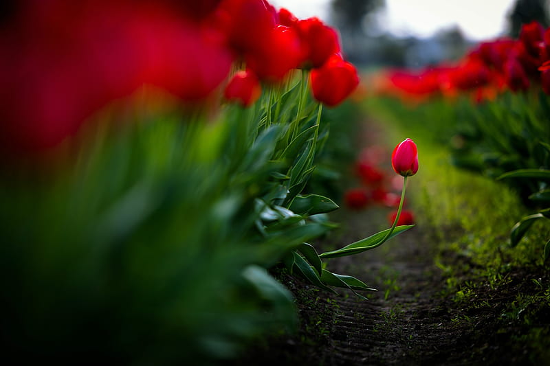 Stand Out, red, alone, unique, bonito, tulip, HD wallpaper