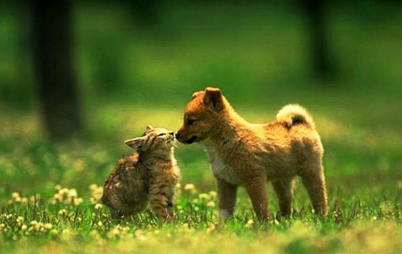 kitten and pup, sniff, day, meet, sunny, HD wallpaper