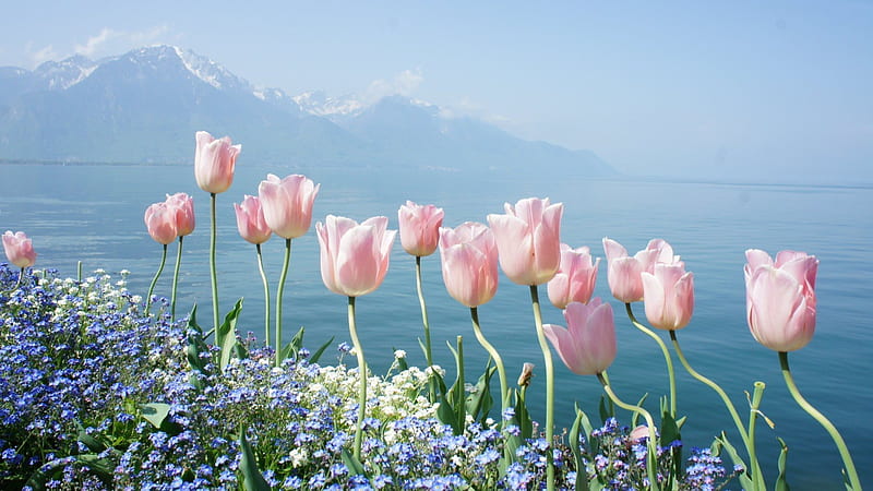 nature, water, flowers, mountains, spring, HD wallpaper