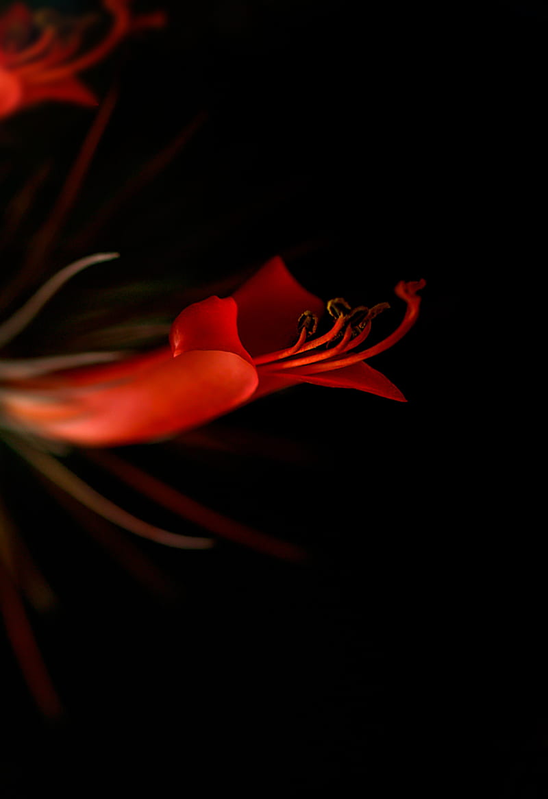lily, flower, bloom, dark, HD phone wallpaper