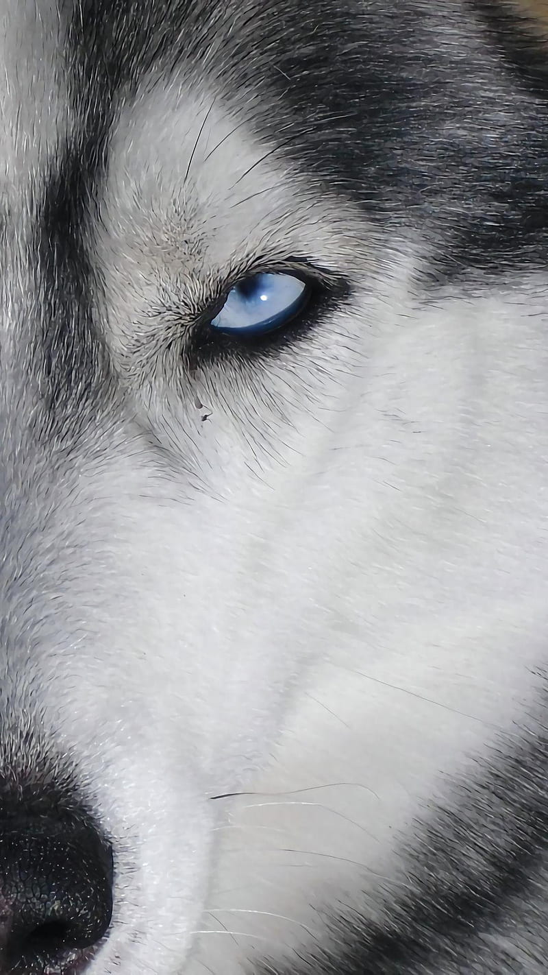 Wolf eye, animal, blue eye, face, HD phone wallpaper