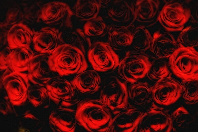 Red Passion, passion, red, flowers, roses, HD wallpaper