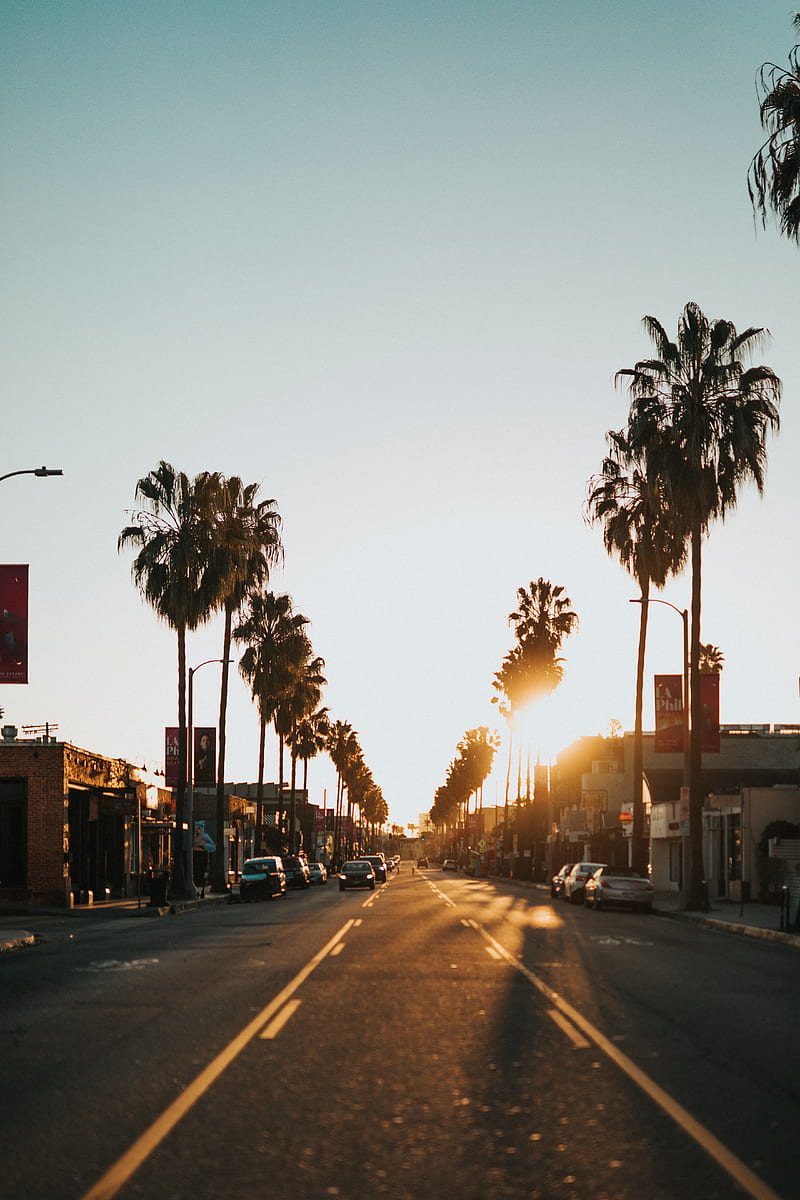street, city, sunset, palm trees, carros, HD phone wallpaper
