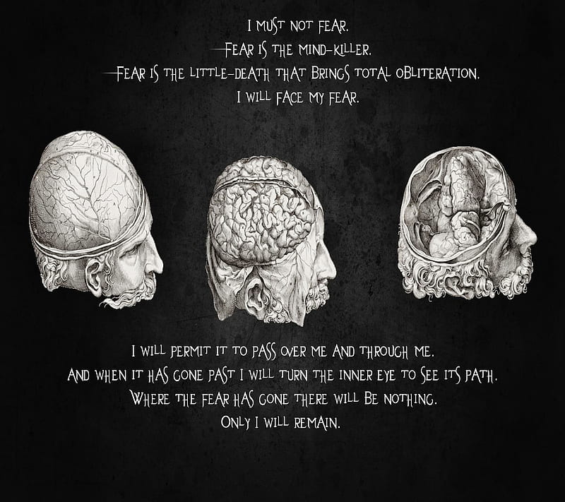Brain, human, life, quote, HD wallpaper