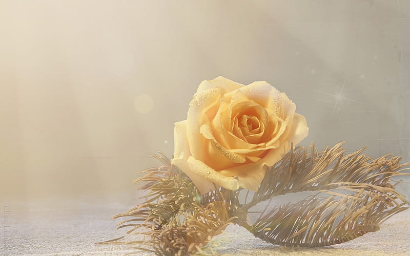 Yellow Rose, pine branch, splendor, rose, gem, macro, bonito, style, HD wallpaper