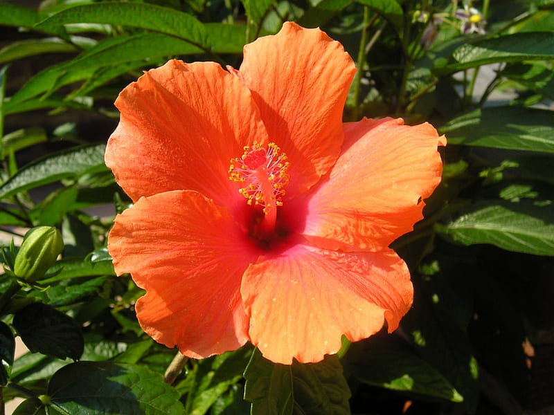 Hibiscus, graphy, orange, flower, nature, HD wallpaper | Peakpx