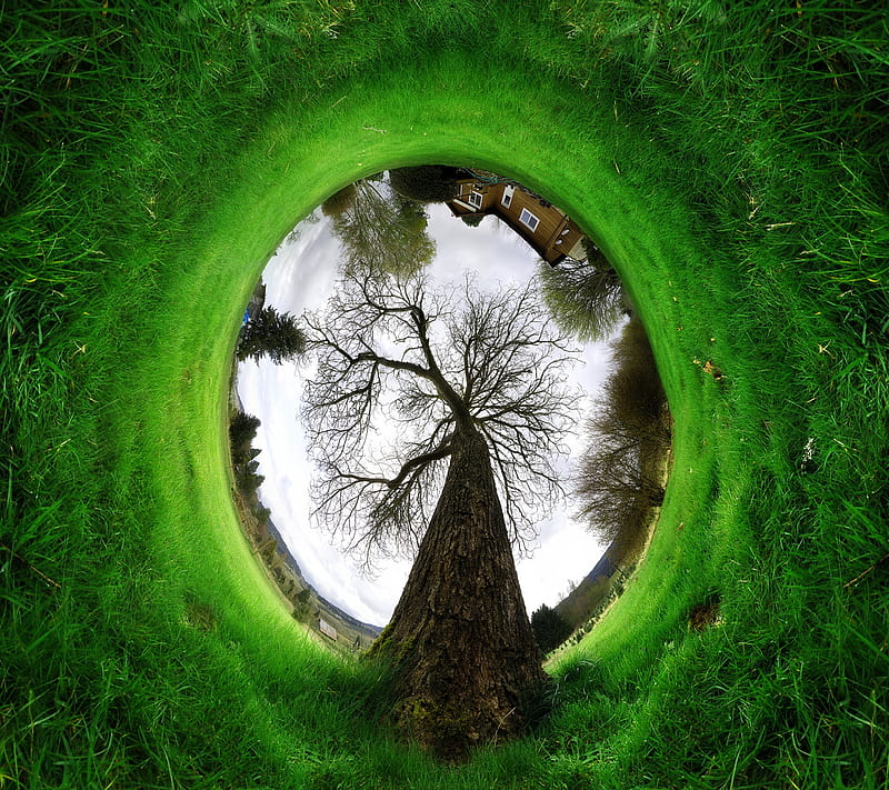 Fisheye World, circle, eye, grass, green, nature, tree, HD wallpaper