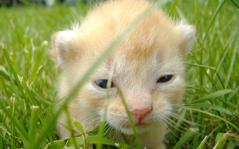 Kitten in the grass, young, green, beige, kitten, cats, baby, animals, HD wallpaper