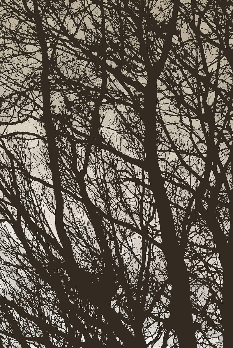 trees, branches, bw, minimalism, HD phone wallpaper