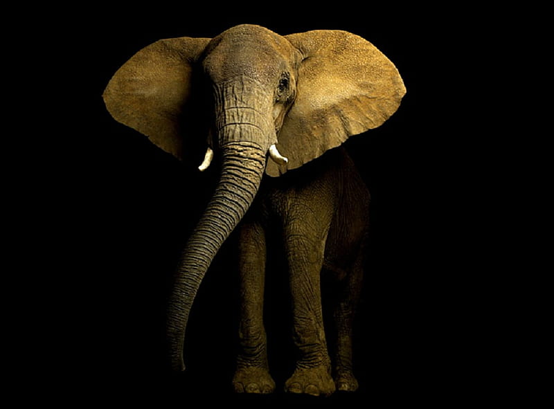Tusker, elephant, african, ears, black, tusks, trunk, HD wallpaper
