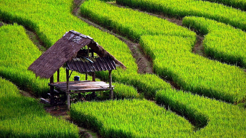 Rice paddy, paddy, Field, green, Hut, HD wallpaper