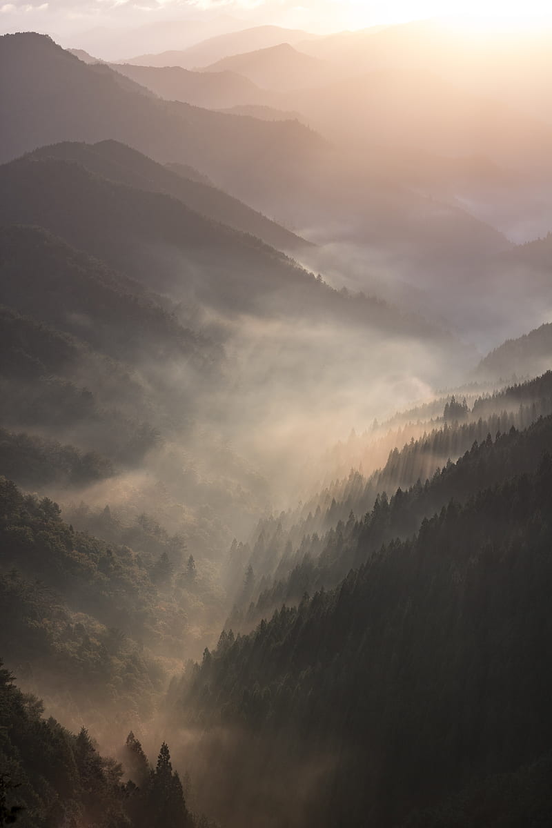 mountains, fog, sundawn, forest, landscape, HD phone wallpaper