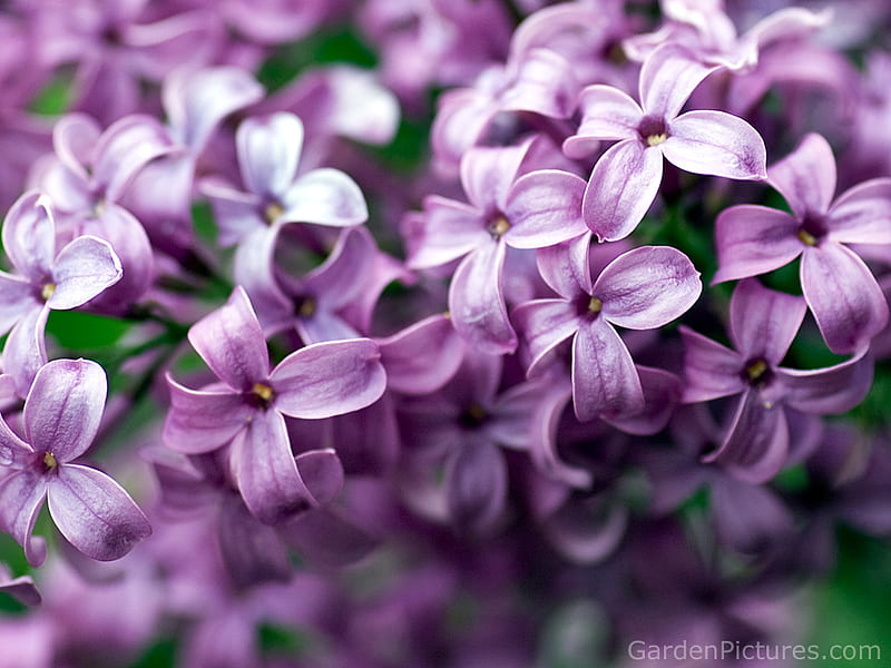 100 Lilac Pictures HD  Download Free Images on Unsplash