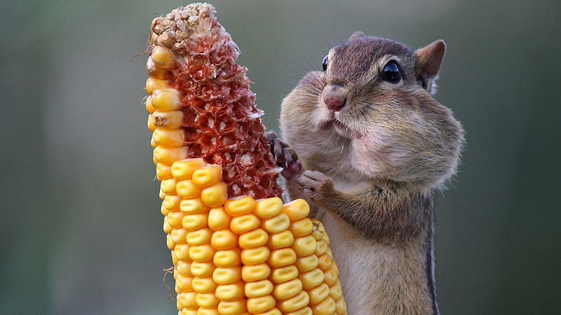 Chipmunk Eating Corn, Animal, Corn, Eating, Chipmunk, Wildlife, HD wallpaper