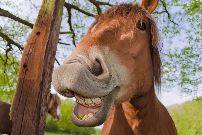 Big smile, smile, horse, animal, cal, funny, face, HD wallpaper | Peakpx