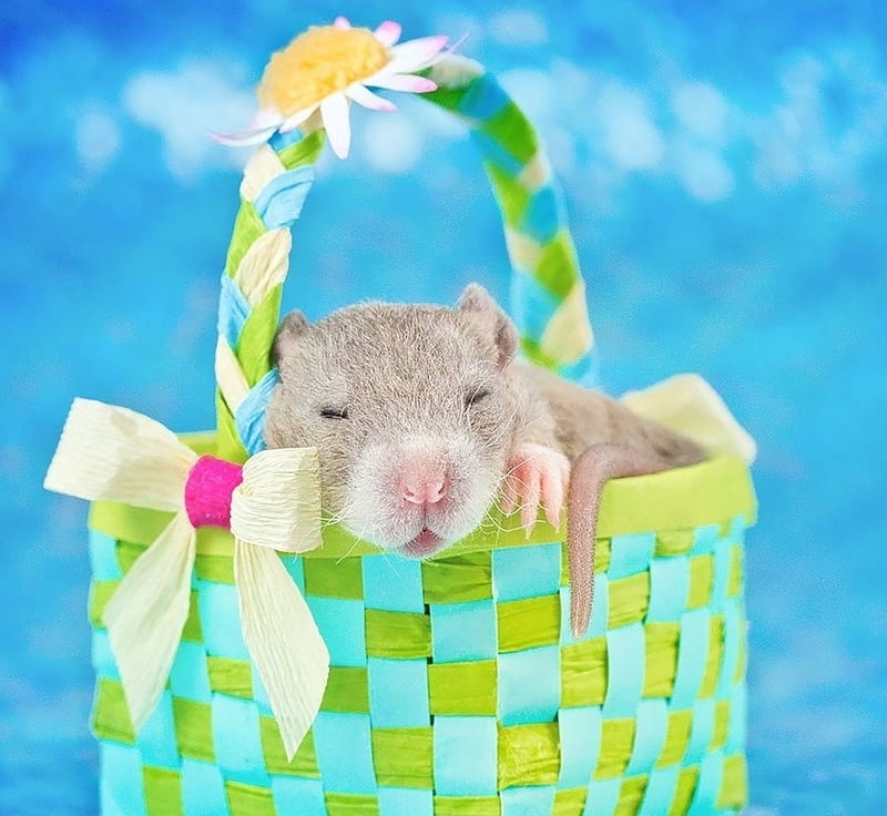 :), cute, green, rat, baby, rodent, diane ozdamar, blue, animal, basket, HD wallpaper