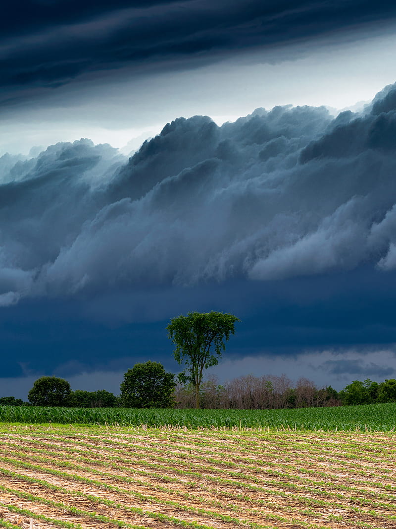 field, clouds, trees, stormy, landscape, HD phone wallpaper