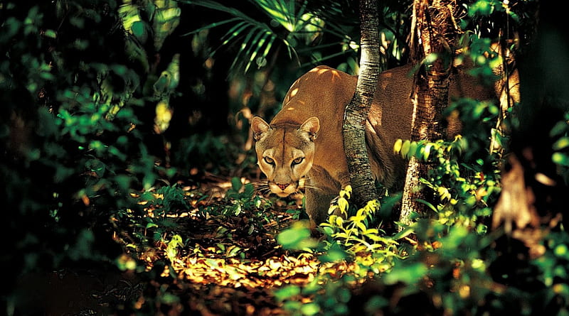 on the prowl, prowling, predator, cougar, hunting, mountain lion, cat, HD wallpaper