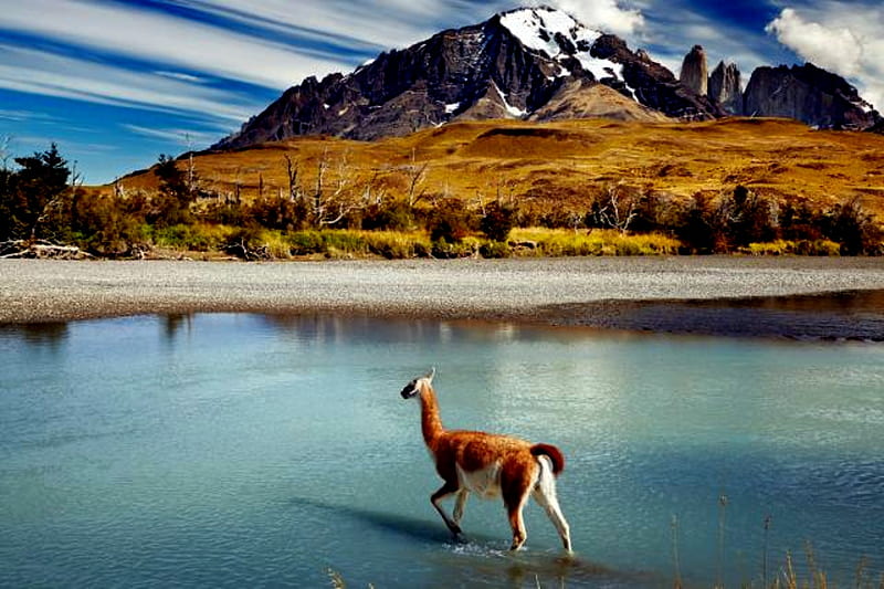 Chile Patagonia Torres del Paine Llama, Water, Llama, Patagonia, Chile, Mountains, HD wallpaper