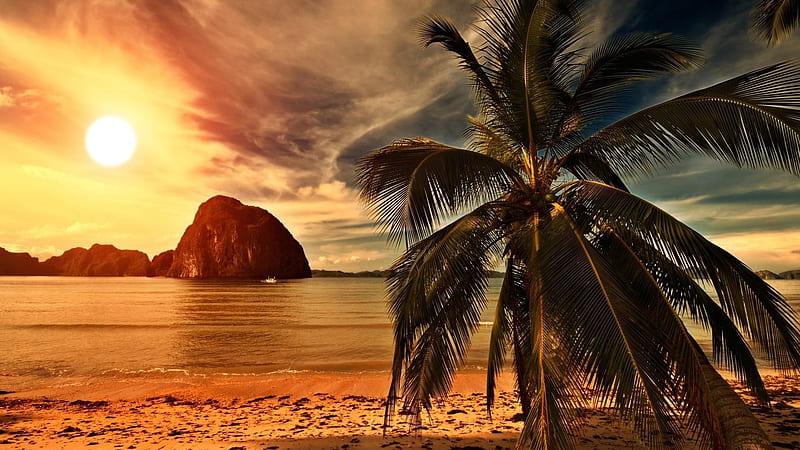 Sunny Beach, beach, Palm, Sun, Nature, HD wallpaper