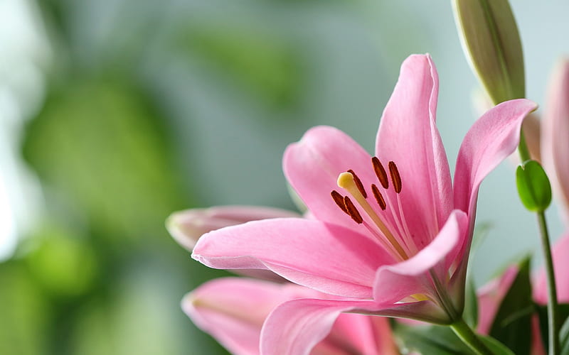 Lily, flower, crin, pink, HD wallpaper
