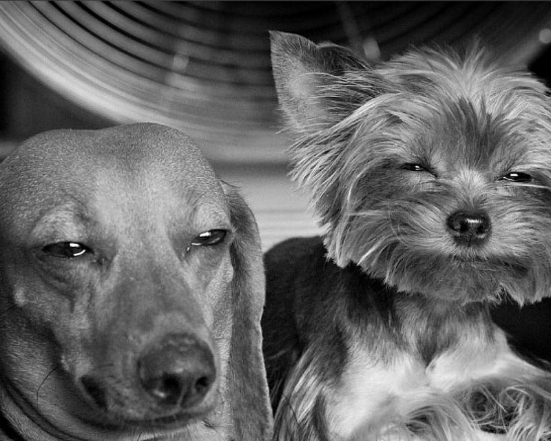 sad dogs black and white