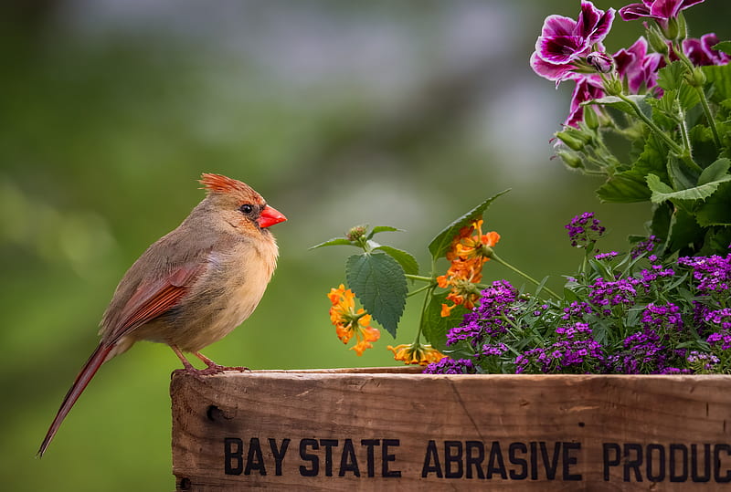 Lindo pajarito, flores, candinal, pájaro, naturaleza, Fondo de pantalla HD  | Peakpx