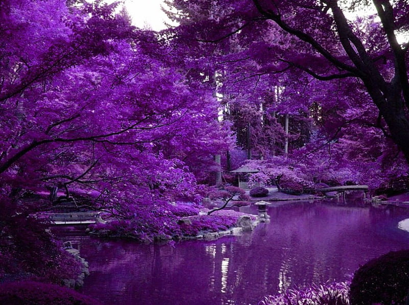 Purple Japanese garden, HD wallpaper
