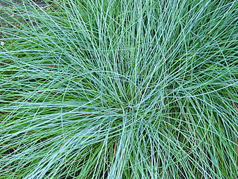 HD fescue wallpapers | Peakpx