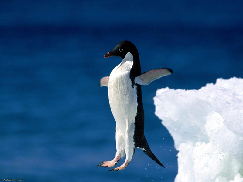 COURAGEOUS PENGUIN'S LEAP OF FAITH, water, artic, bird, ocean, penguin, jump, leap, HD wallpaper