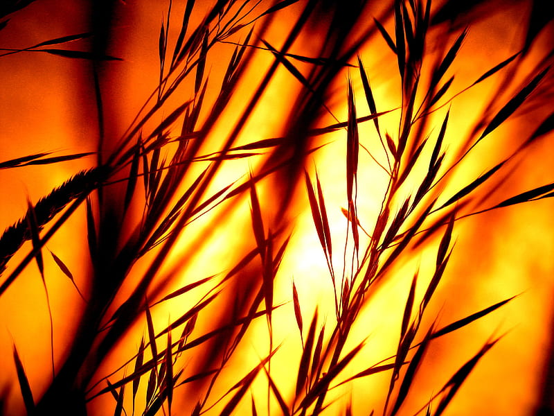 Blades Of Grass, grass, nature, sunset, HD wallpaper