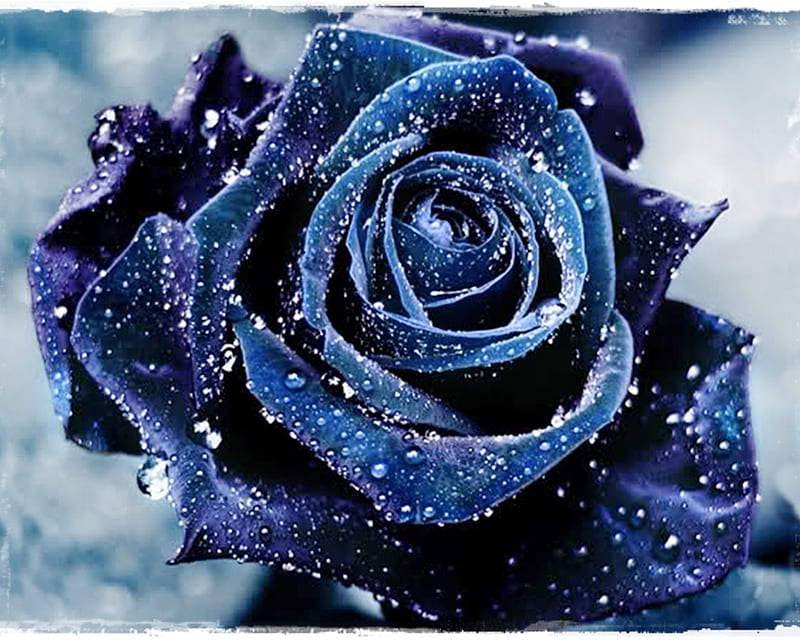 water rose blue op