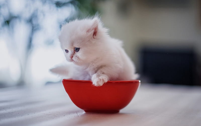 Kitten, red, cat, animal, cute, persian, white, bowl, pisica, HD wallpaper